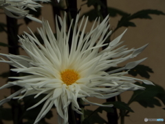 新宿御苑菊花壇展25