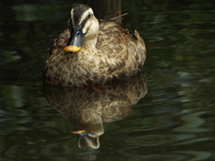 ひょうたん池の鴨