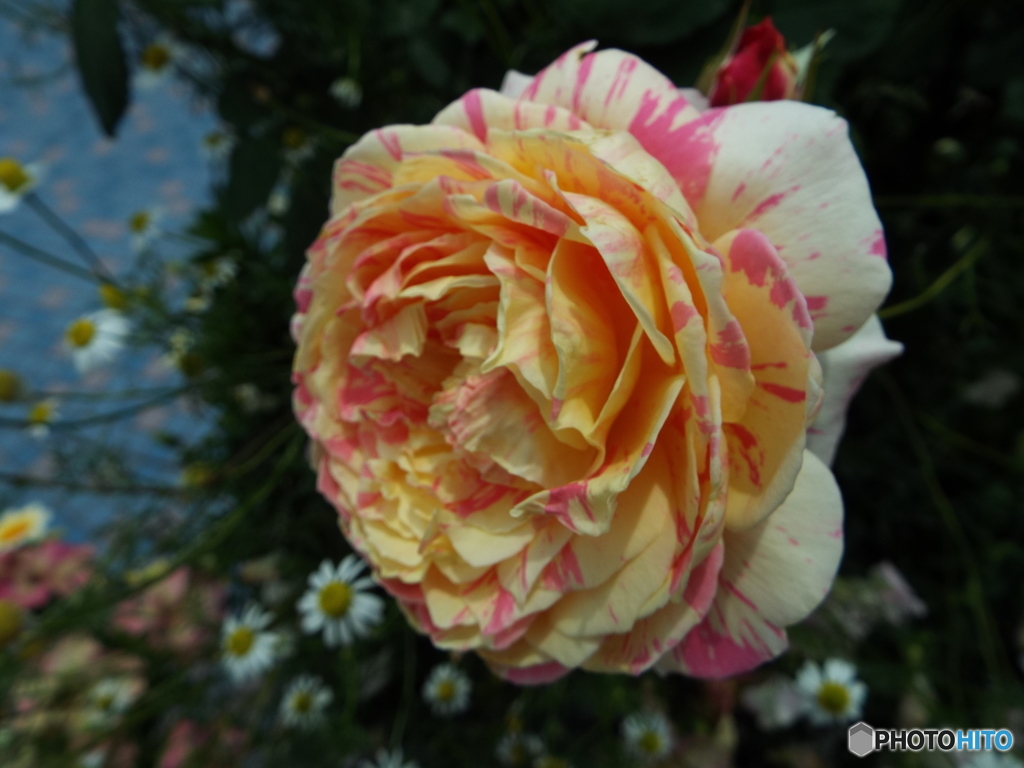 薔薇4