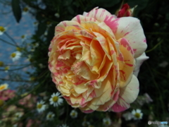 薔薇4