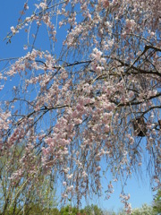 枝垂れ桜7