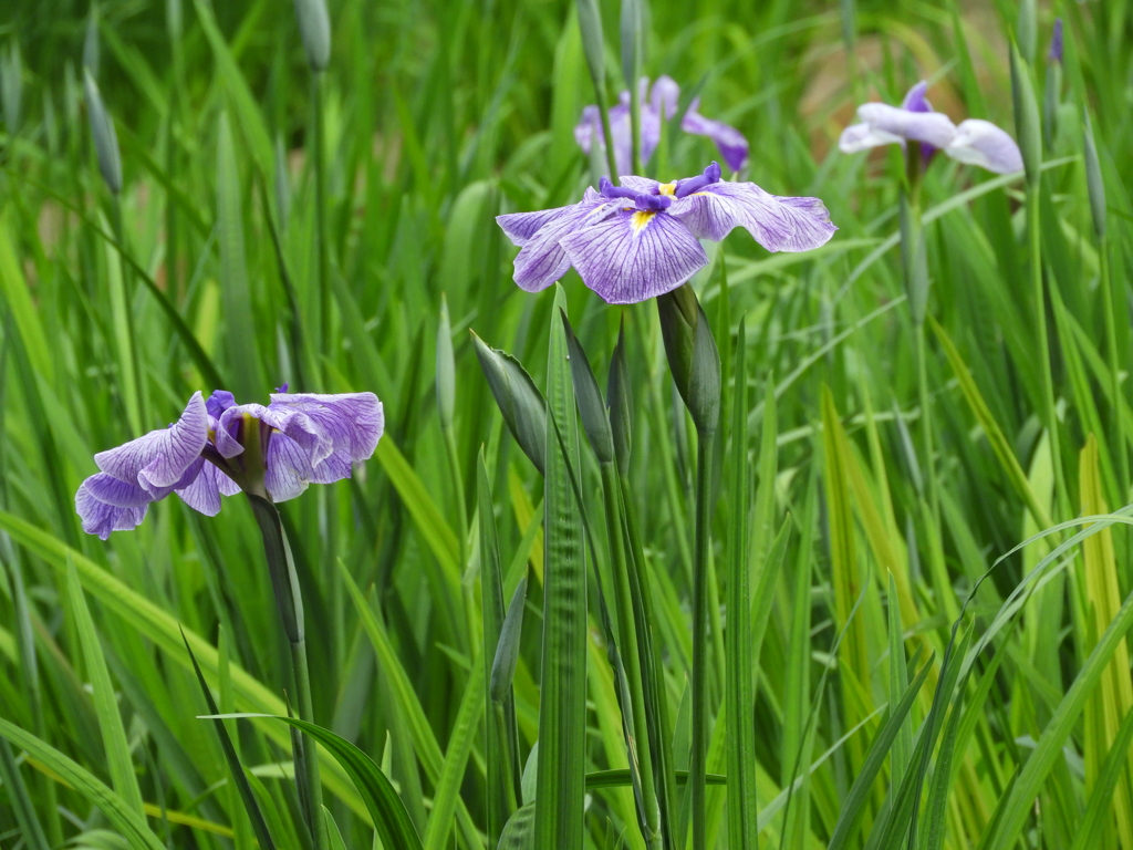 智光山公園・花菖蒲15