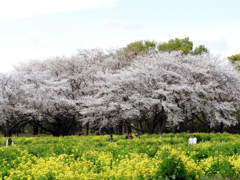 桜&菜の花7