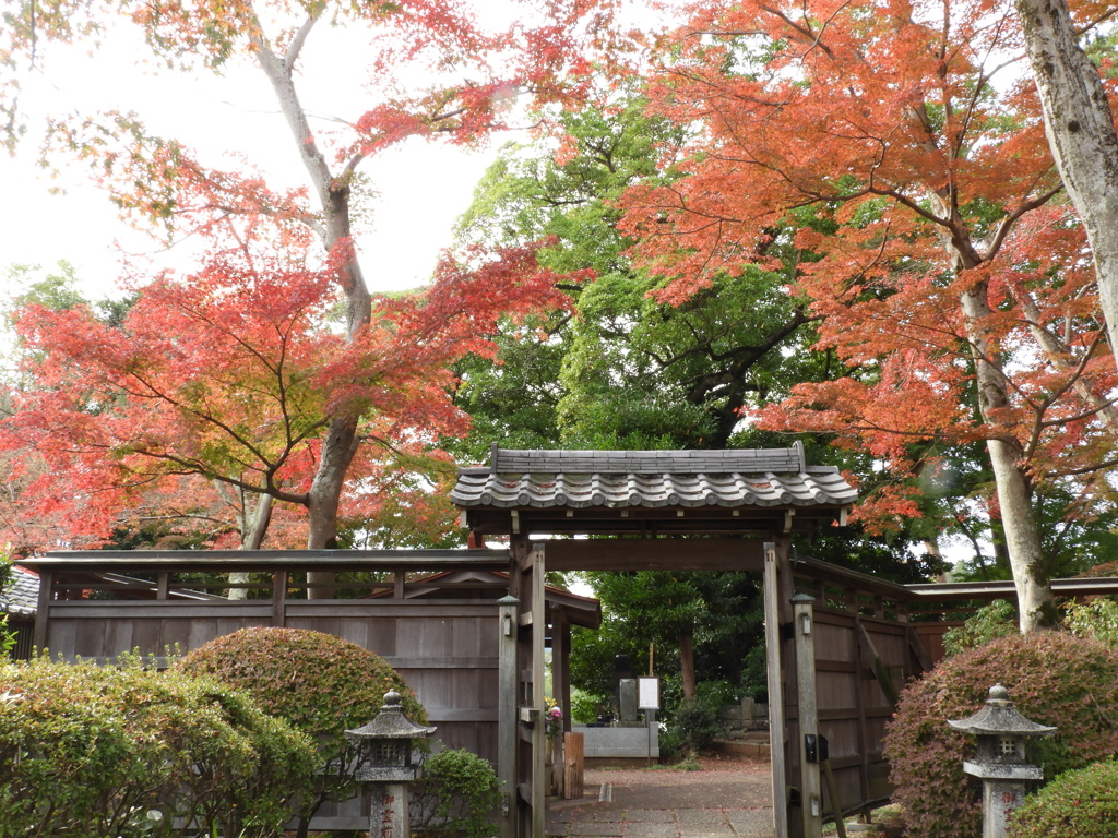 能仁寺の紅葉 11