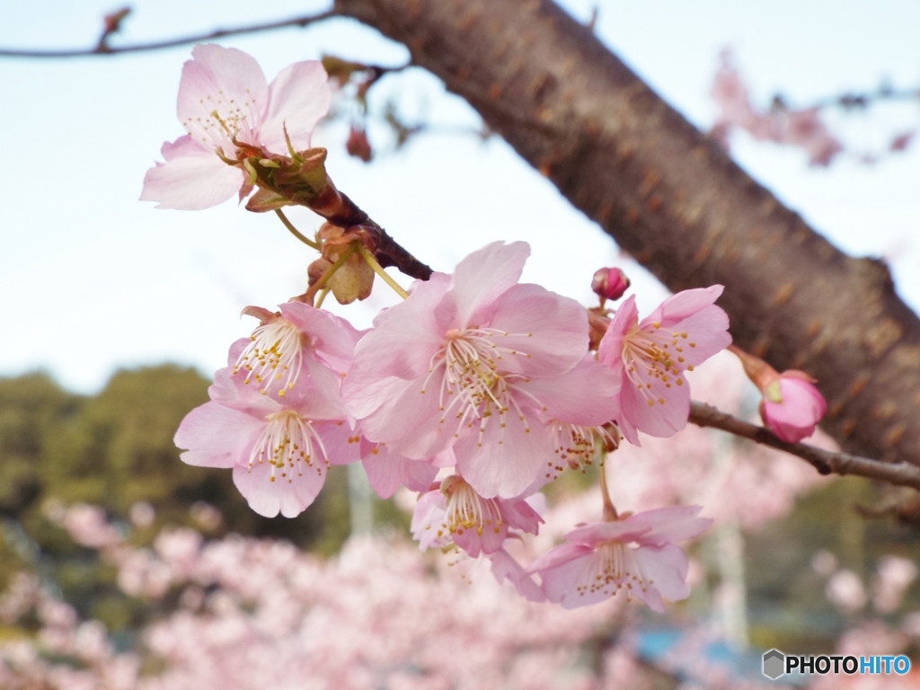 河津桜15