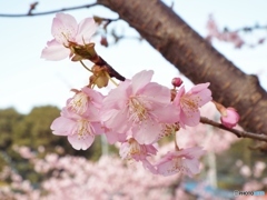河津桜15