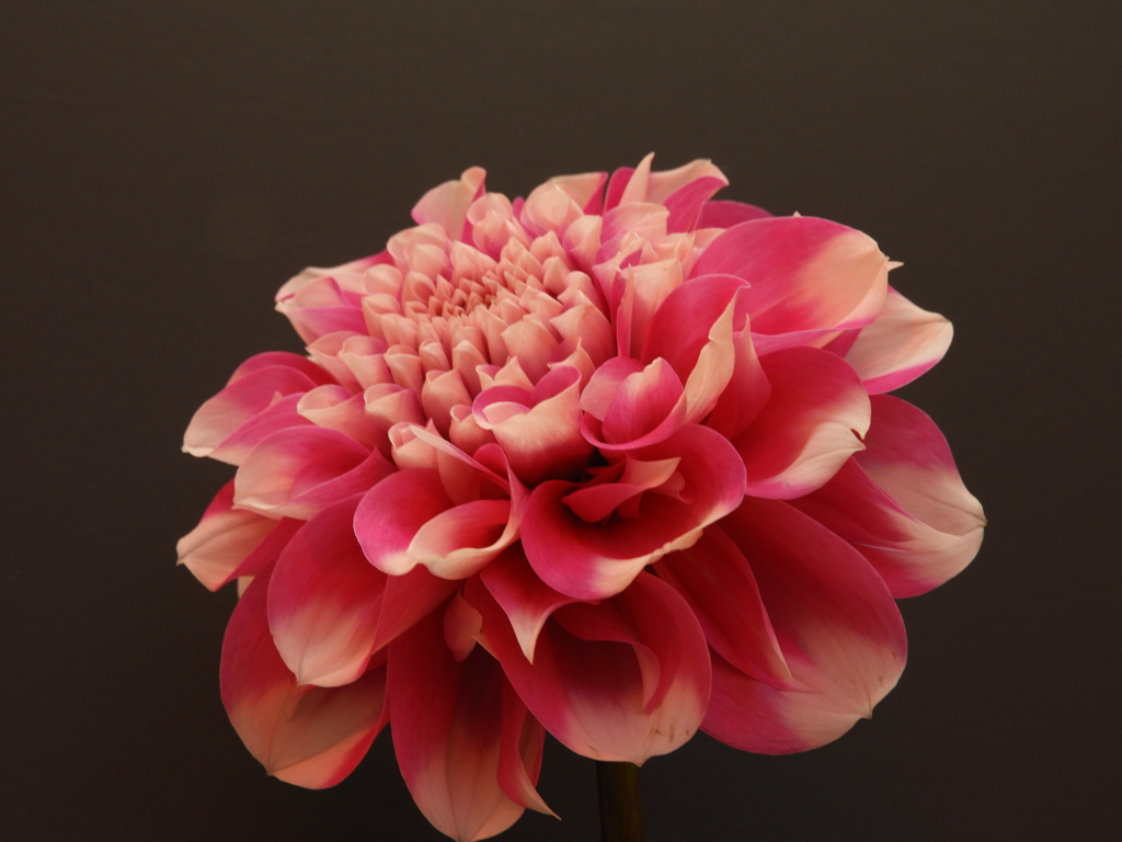 ダリアの華展7