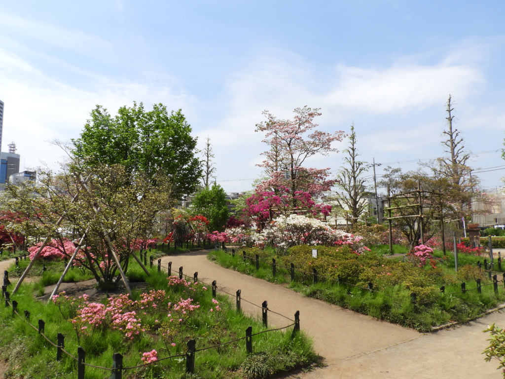 平成つつじ公園9