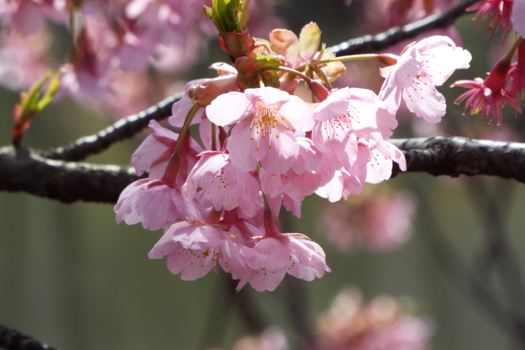 修善寺寒桜7