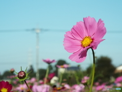 秋桜6