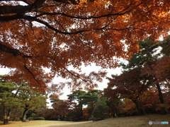 秋の殿ヶ谷戸庭園4