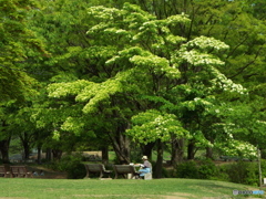 新緑の所沢航空記念公園4