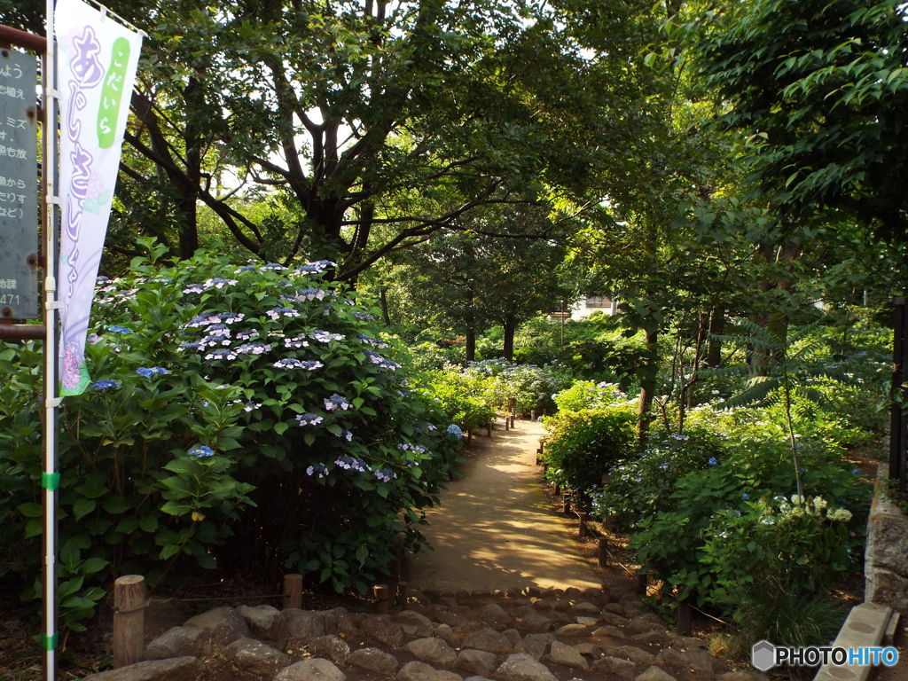 小平あじさい公園11