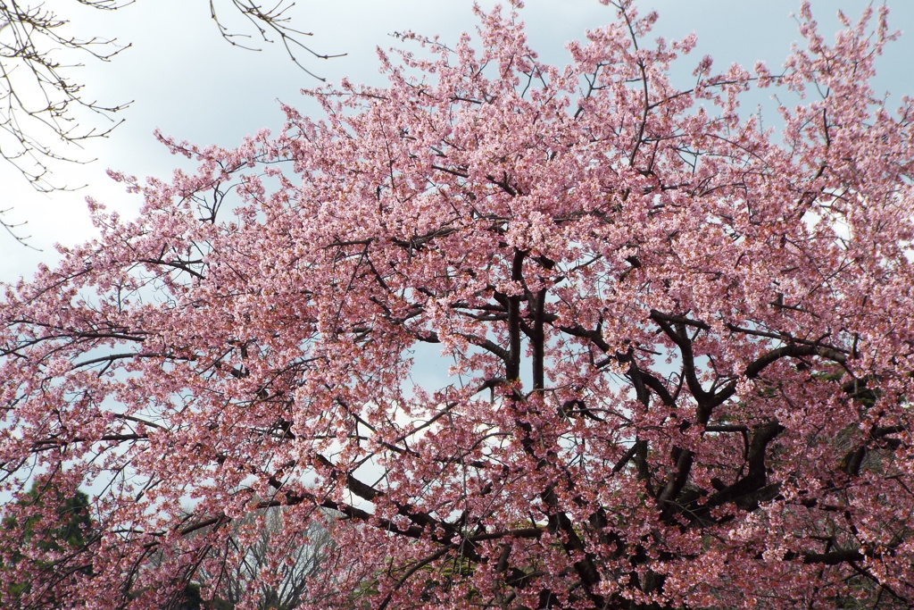 修善寺寒桜12