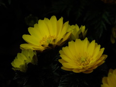 福寿草2