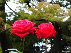 薔薇12