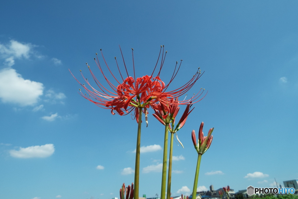 岸辺に咲く曼珠沙華9