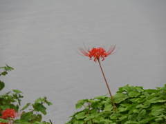 曼珠沙華16