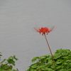 曼珠沙華16