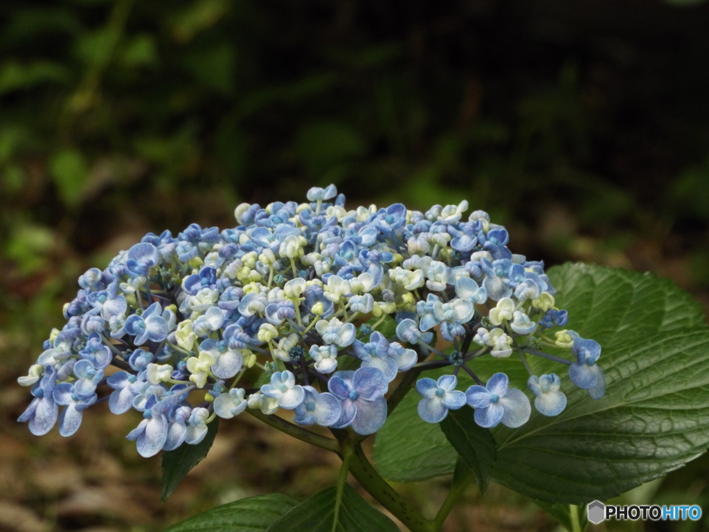 昭和記念公園・紫陽花6