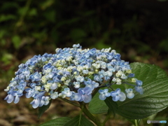 昭和記念公園・紫陽花6