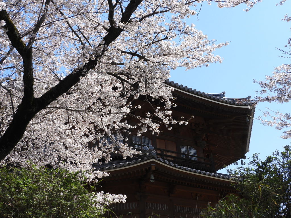 天岑寺桜9