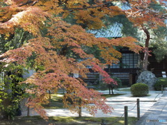 中院・紅葉2