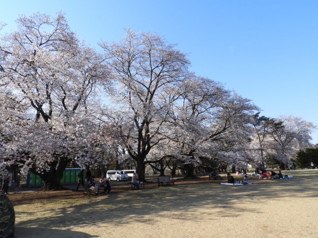 稲荷山公園・桜12