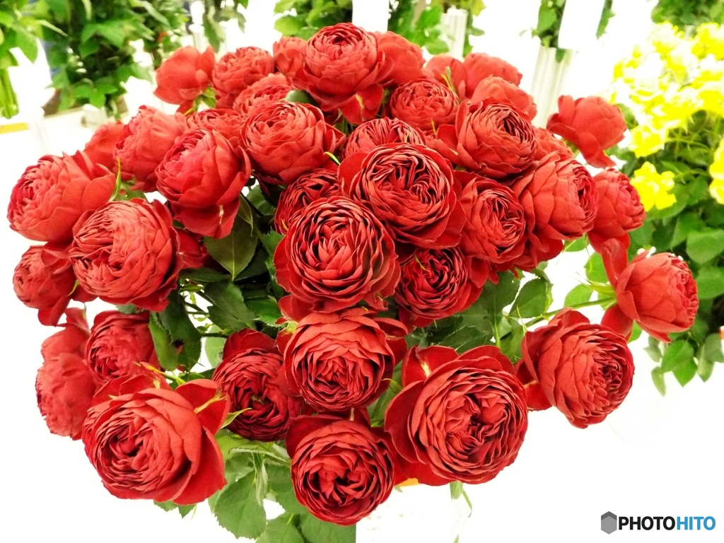 薔薇10