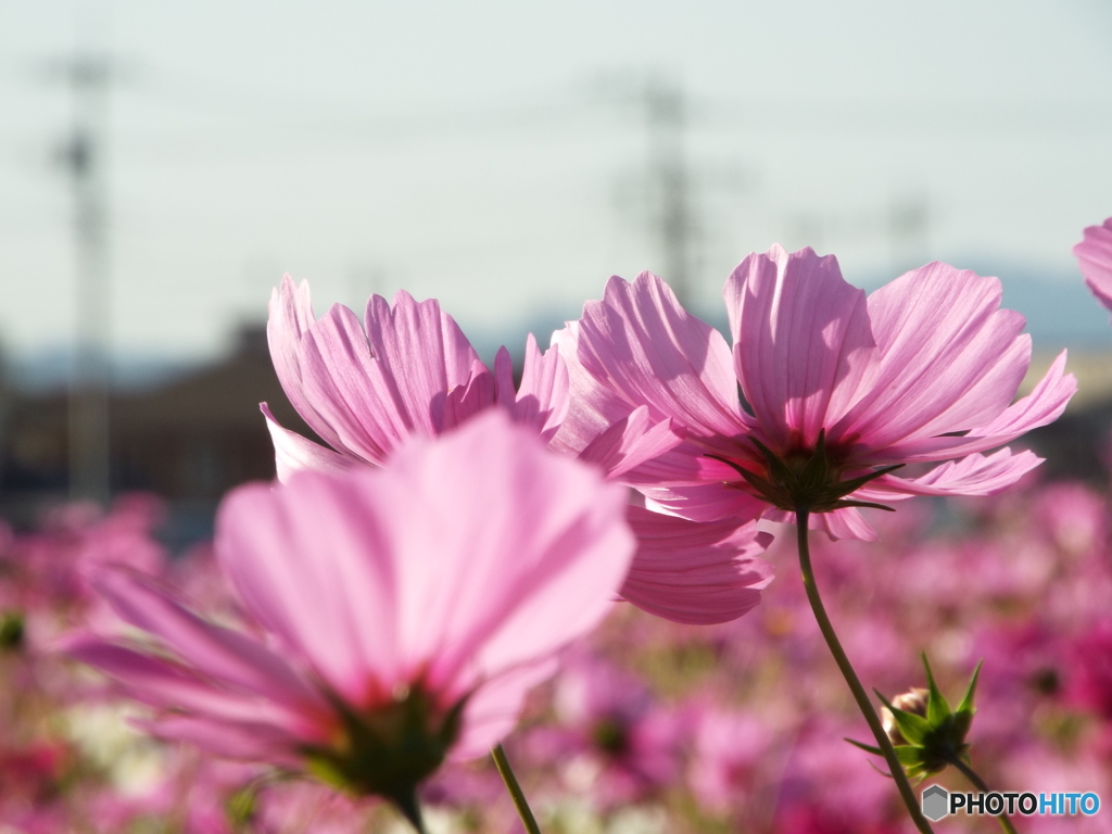 秋桜13