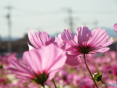 秋桜13