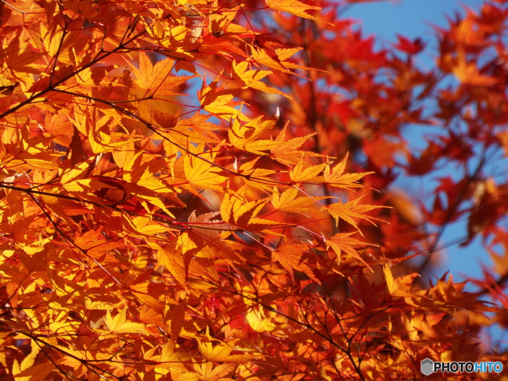紅葉1