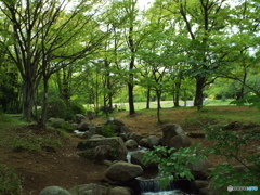 新緑の所沢航空記念公園9