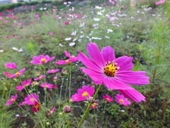 秋桜7