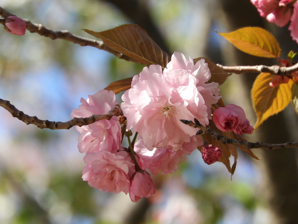 八重桜2
