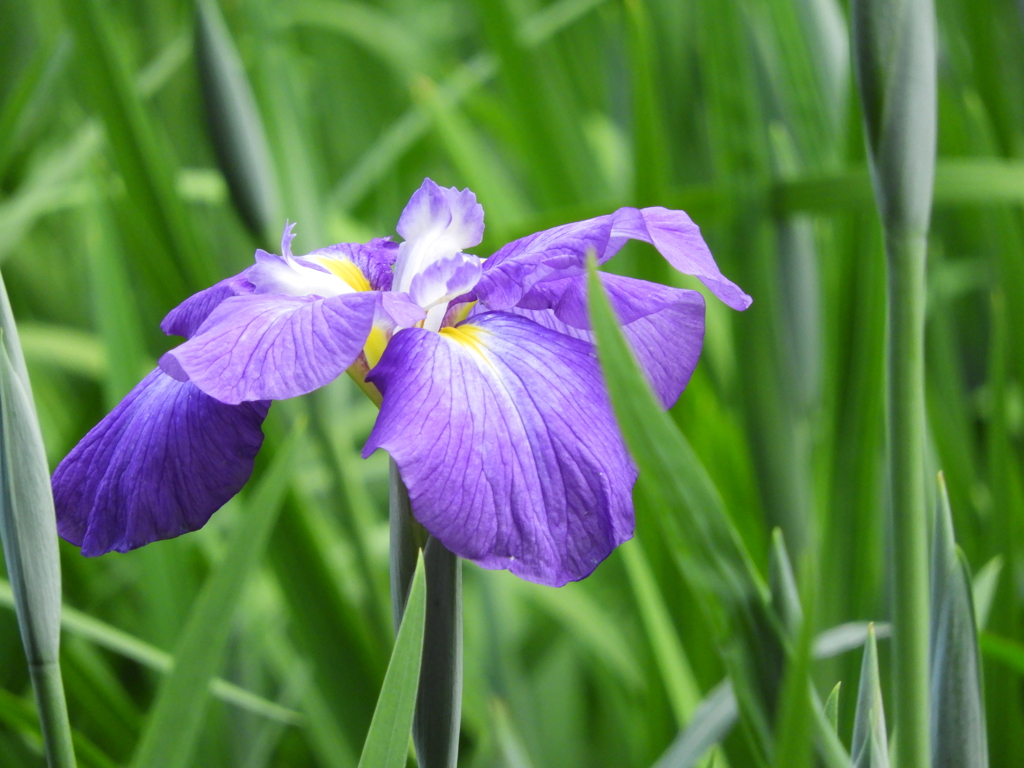 智光山公園・花菖蒲8