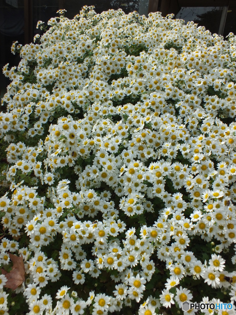 新宿御苑・菊花展2