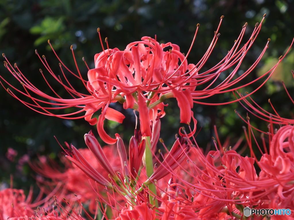 曼珠沙華8