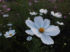 秋桜6