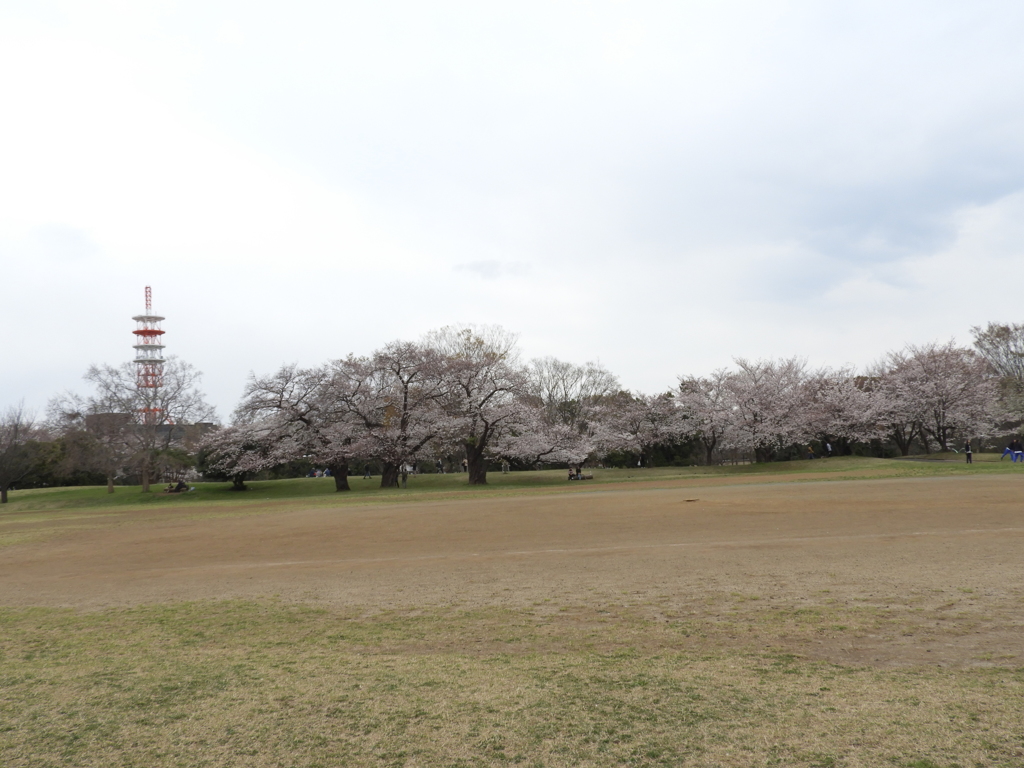 お花見20
