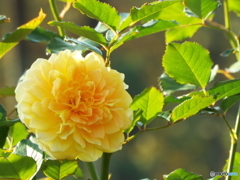 新宿御苑・秋薔薇13