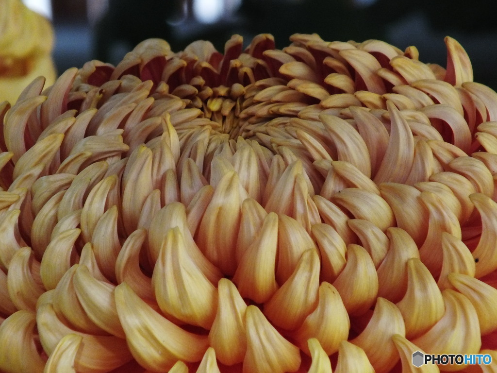 菊花展8