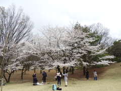 お花見12