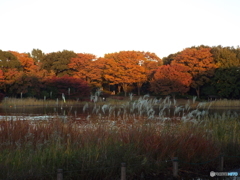 水鳥の池周辺6