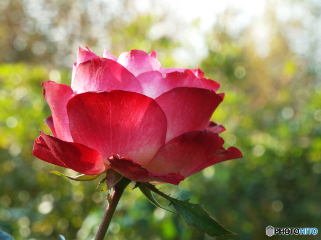 新宿御苑・秋薔薇17