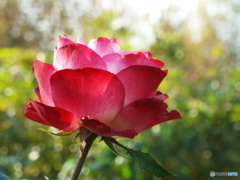新宿御苑・秋薔薇17