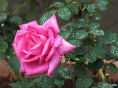 雫を纏った薔薇2