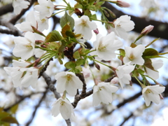 大島桜