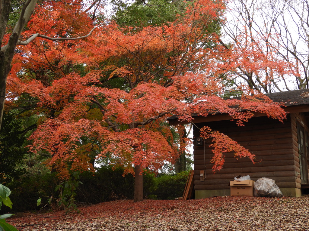 紅葉8