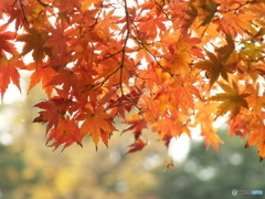 井の頭恩賜公園20